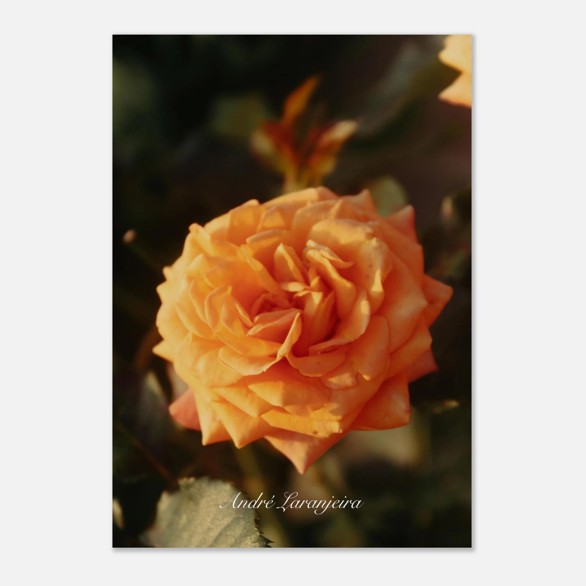 10e77790-e8ff-4b6b-9f25-34a4af346570