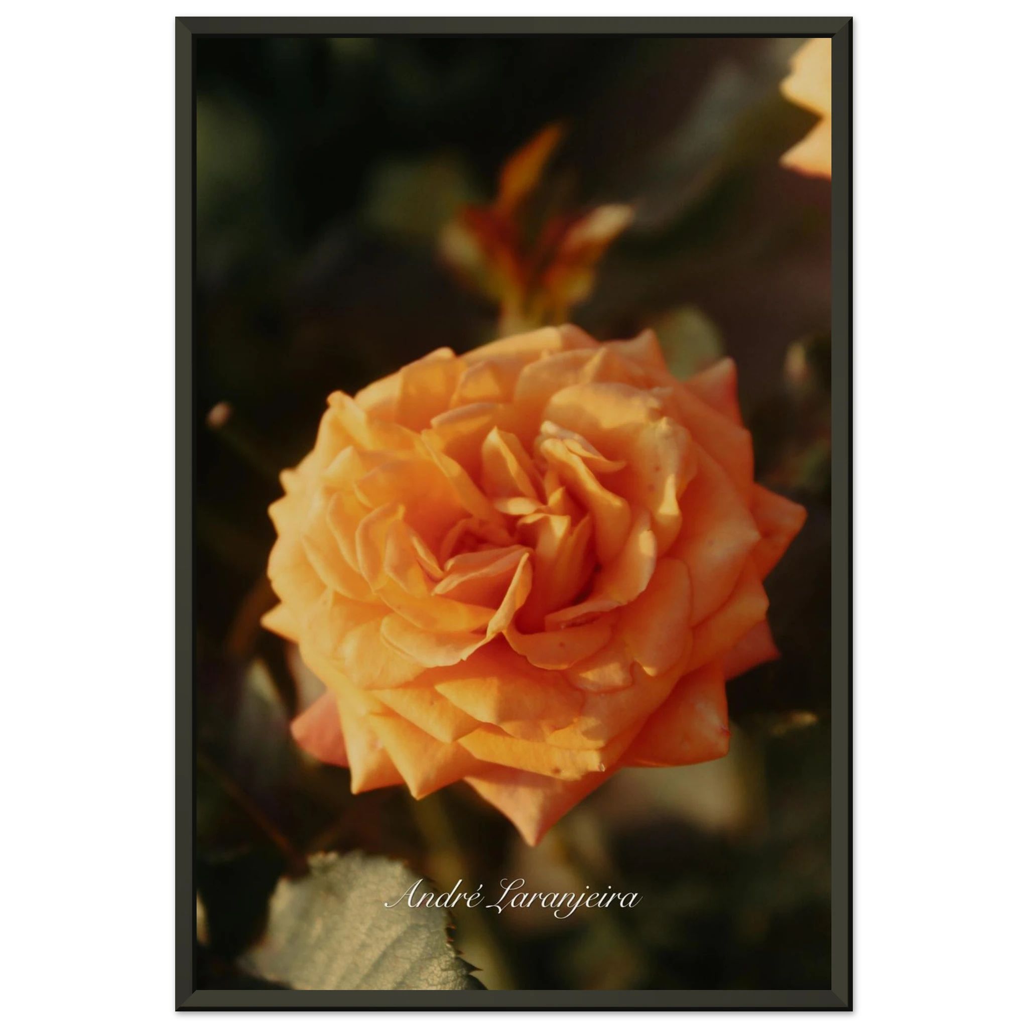 57ac70e8-2665-440b-9af3-e4ee596c3781