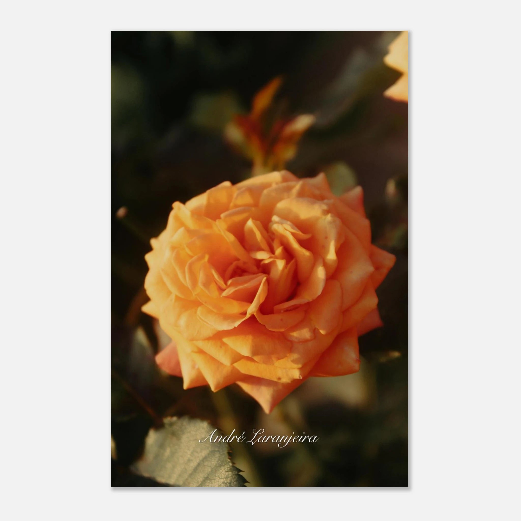 a6fa5308-d7a1-4166-b3c6-decf26337537