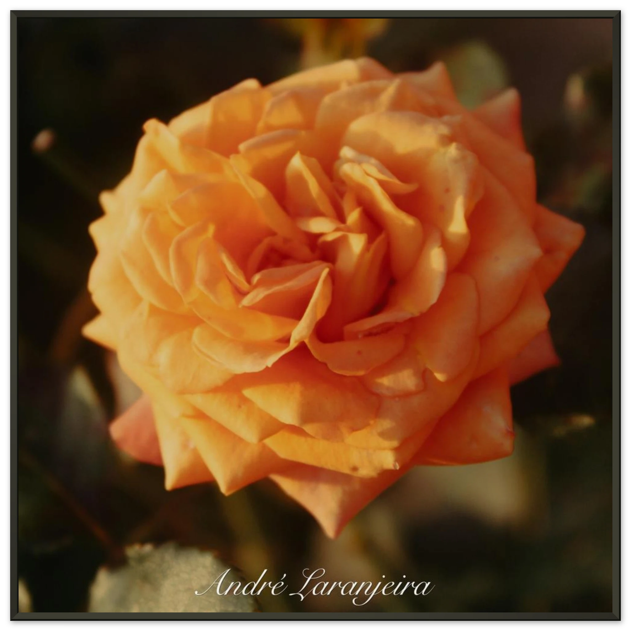 fe2a493c-b54a-4fe0-80e9-add6406b9694